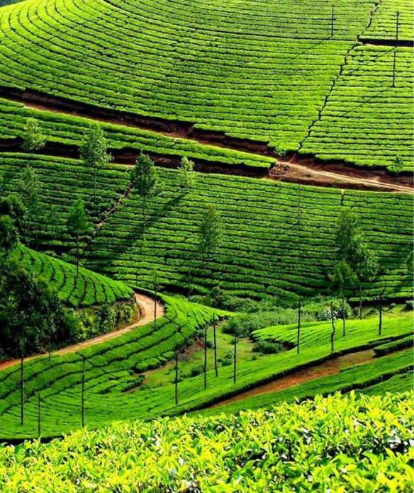 Ooty, Tamil Nadu